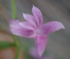 Cyphia digitata digitata