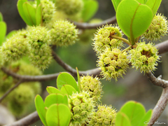 Terminalia corrugata