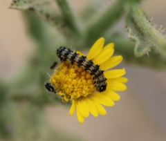Lepidoptera