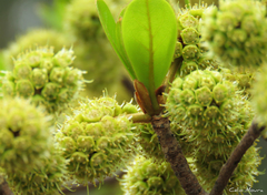 Terminalia corrugata