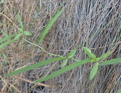 Cyphia digitata digitata