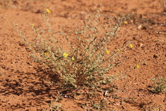 Chamaecrista symonii