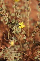 Chamaecrista symonii