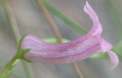 Cyphia digitata digitata