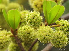 Terminalia corrugata