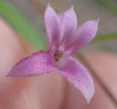 Cyphia digitata digitata