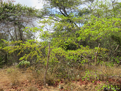 Terminalia corrugata