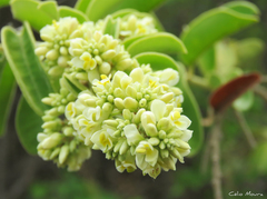 Bredemeyera brevifolia