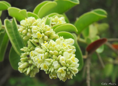 Bredemeyera brevifolia