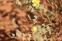 Chamaecrista symonii