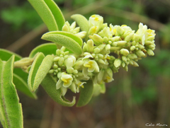 Bredemeyera brevifolia
