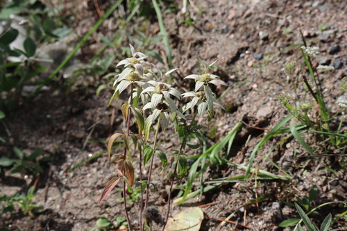 Monarda punctata