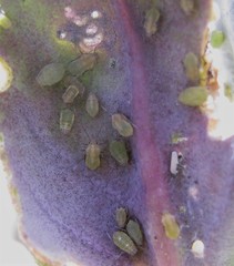 Lipaphis pseudobrassicae