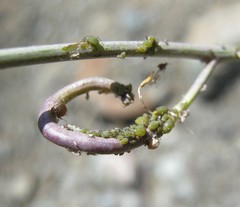 Lipaphis pseudobrassicae
