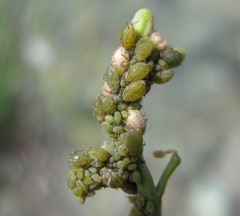 Lipaphis pseudobrassicae