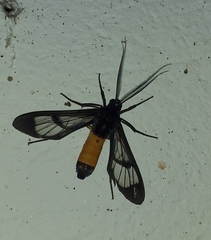 Cosmosoma stibosticta