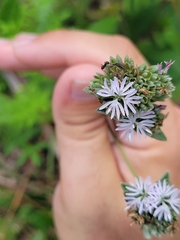Nylanderia bourbonica