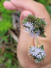 Nylanderia bourbonica
