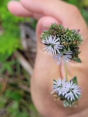 Nylanderia bourbonica