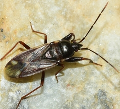 Eremocoris fenestratus