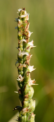 Spiranthes ovalis