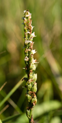 Spiranthes ovalis
