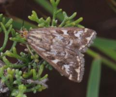 Loxostege frustalis