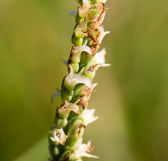 Spiranthes ovalis