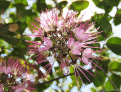 Hirtella racemosa hexandra