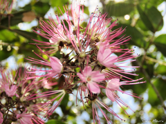 Hirtella racemosa hexandra