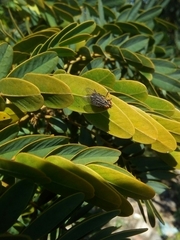Diptera