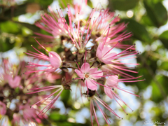 Hirtella racemosa hexandra