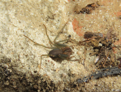 Loxosceles amazonica