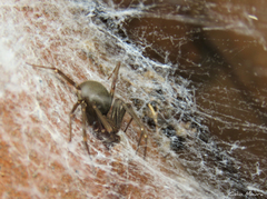 Loxosceles amazonica