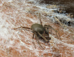Loxosceles amazonica