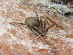 Loxosceles amazonica