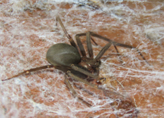 Loxosceles amazonica