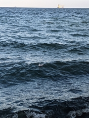 Chroicocephalus ridibundus