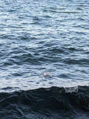 Chroicocephalus ridibundus