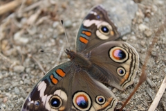 Junonia grisea