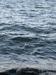 Chroicocephalus ridibundus