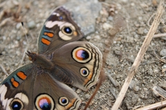 Junonia grisea