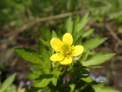 Ranunculus cantoniensis