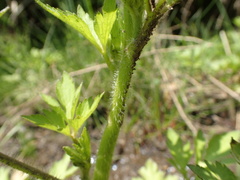 Ranunculus cantoniensis