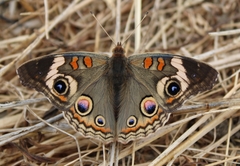 Junonia grisea