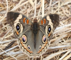 Junonia grisea