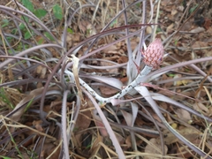Ananas comosus microstachys