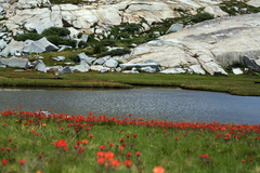 Castilleja peirsonii