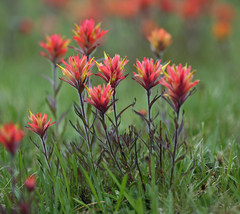 Castilleja peirsonii
