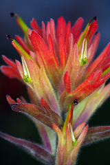 Castilleja peirsonii